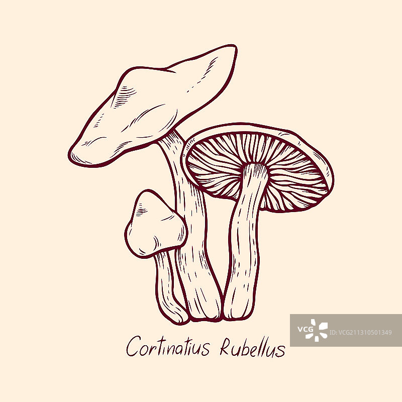 森林毒蘑菇红绒柄伞图片素材