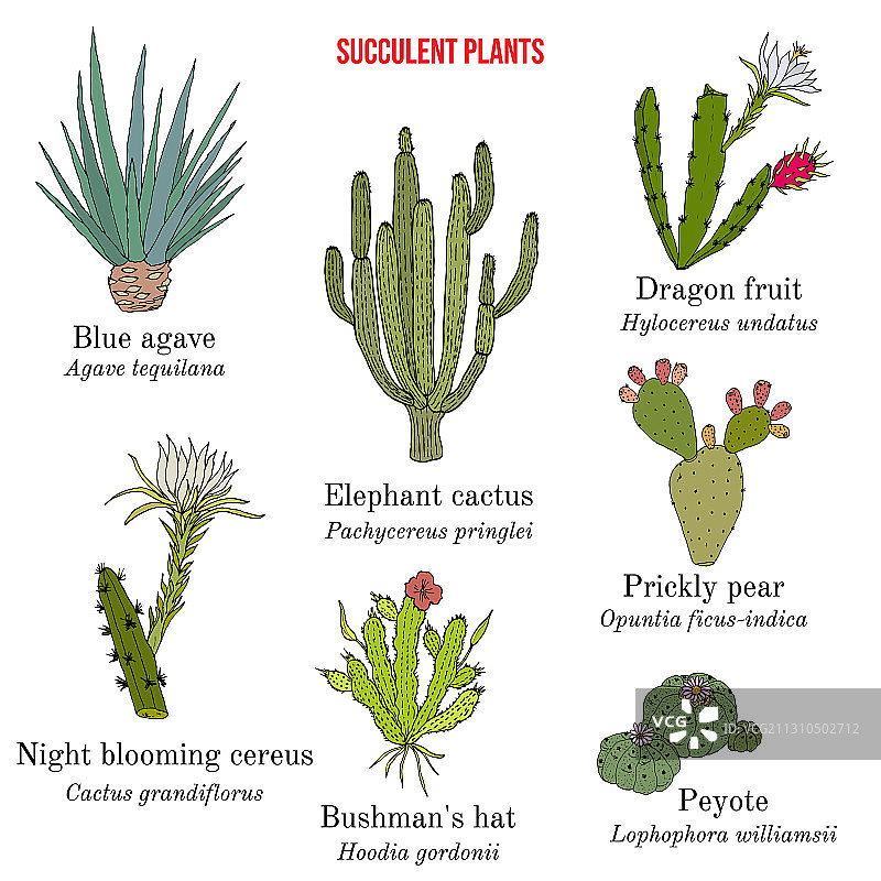 药食两用多肉植物合集图片素材