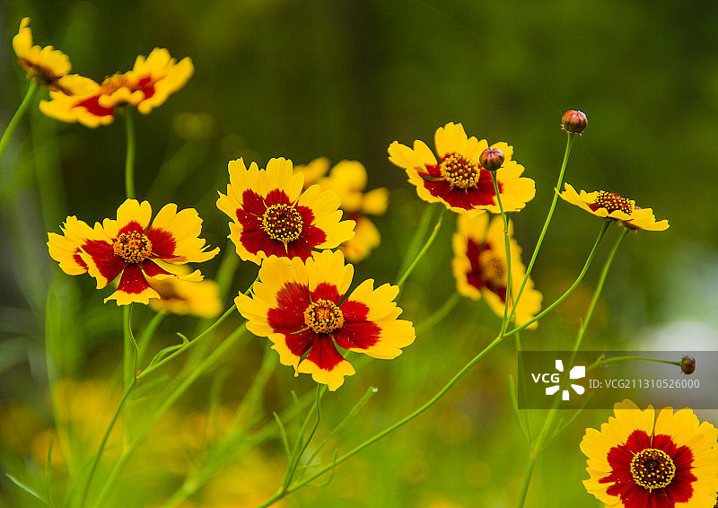 金鸡菊图片素材