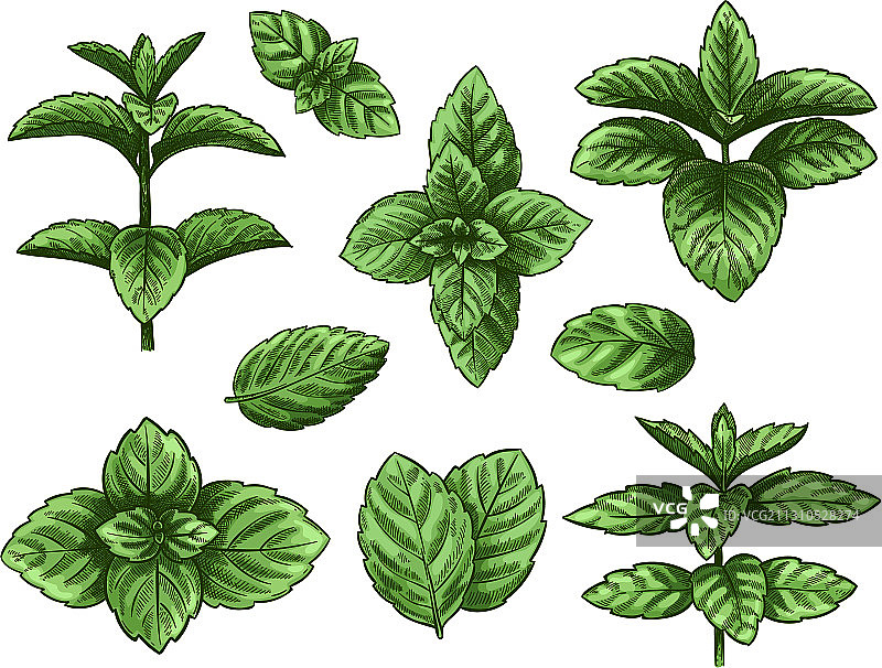 薄荷叶手绘草图图片素材