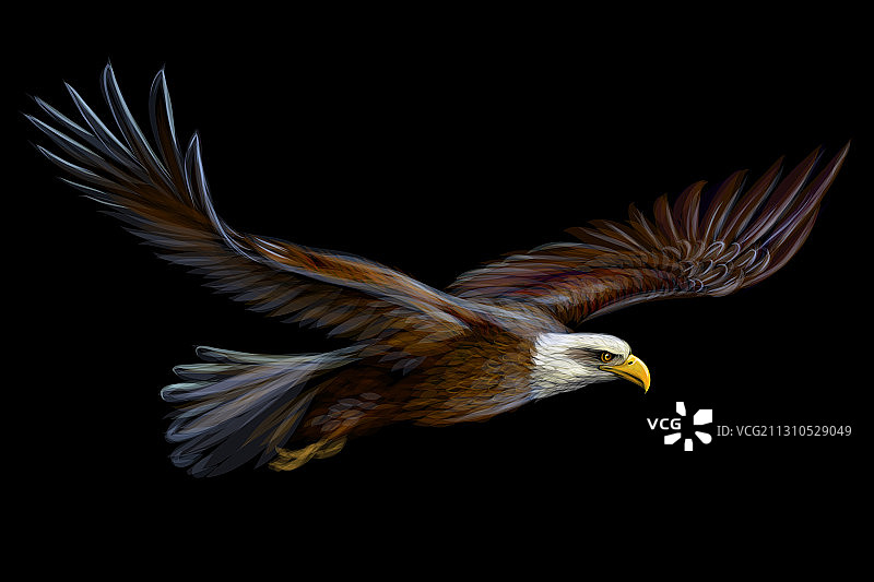翱翔的秃鹰图片素材