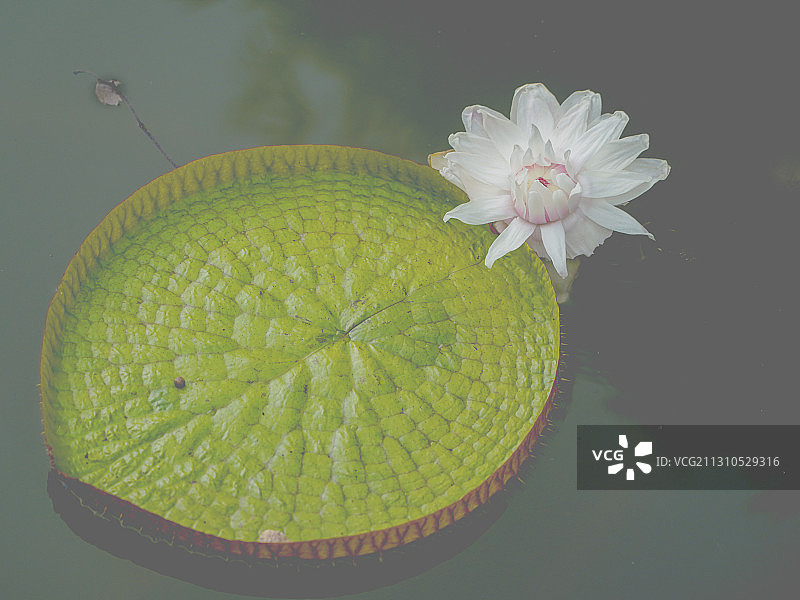 王莲睡莲图片素材