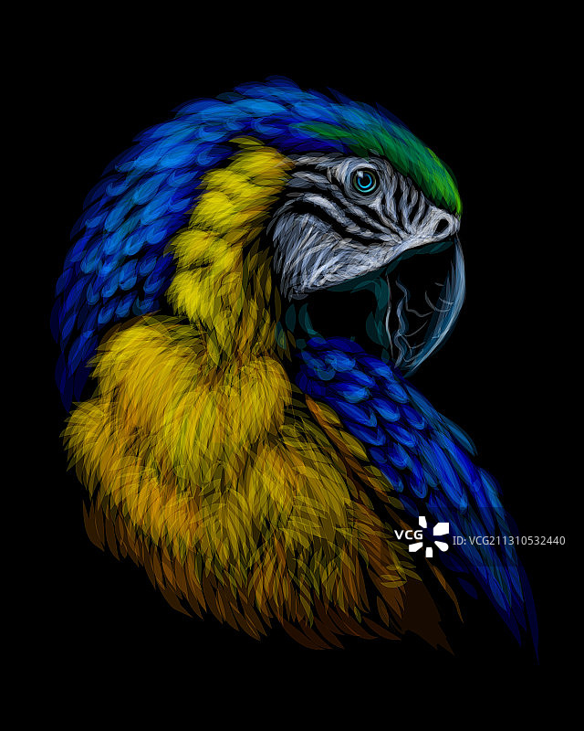 手绘金刚鹦鹉艺术肖像图片素材