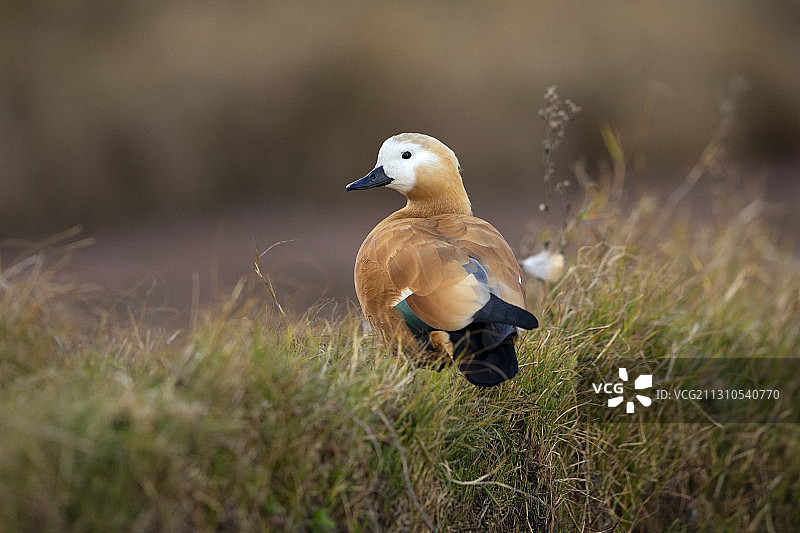 赤麻鸭图片素材