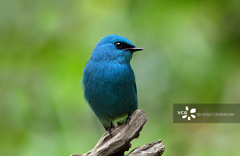 树干上停靠的蓝色小鸟铜蓝鹟图片素材