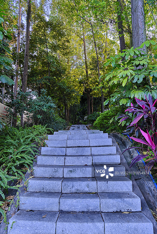 中国广州火炉山森林公园登山石阶道图片素材