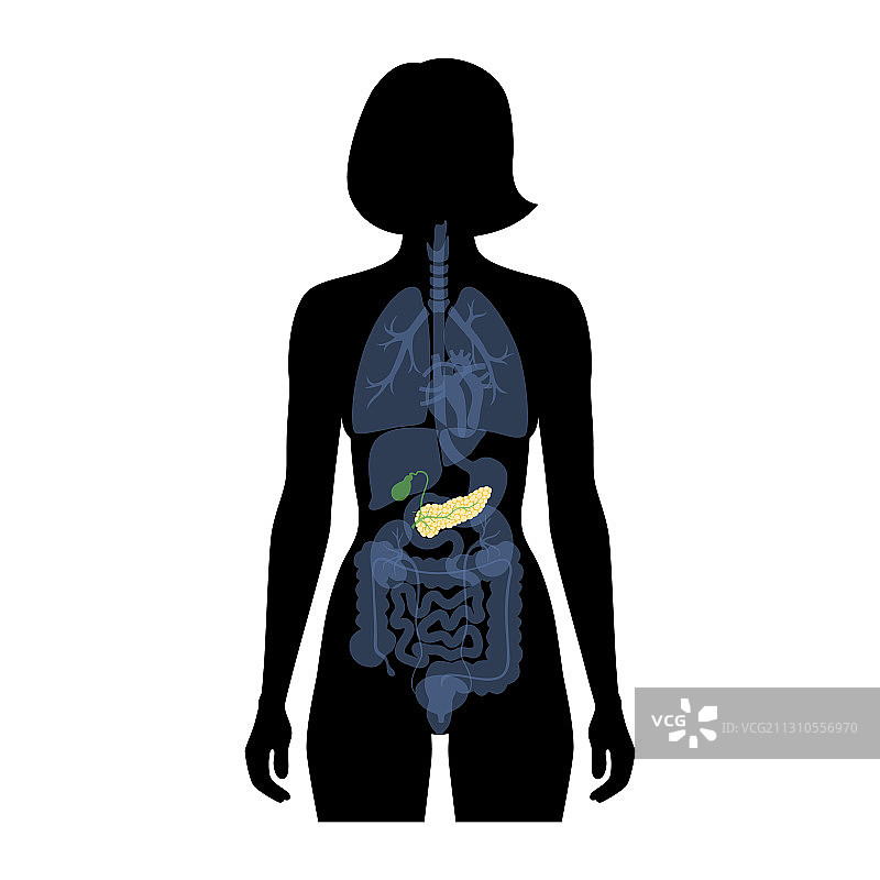 人体胰腺图片素材