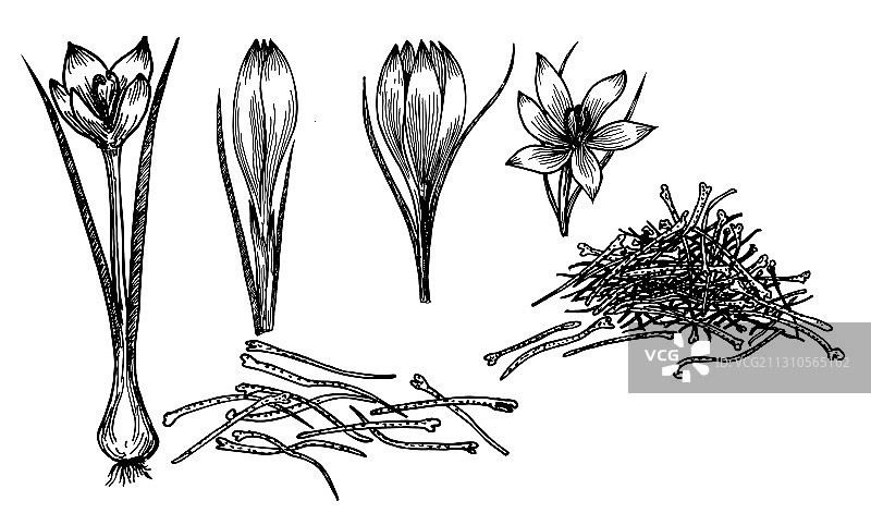 藏红花手绘草图图片素材