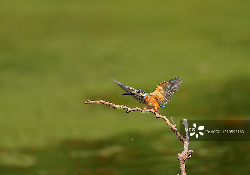 一只小翠鸟图片素材