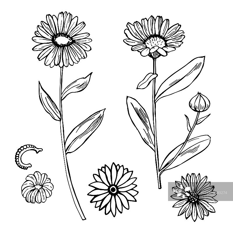 手绘金盏花草药素描图片素材