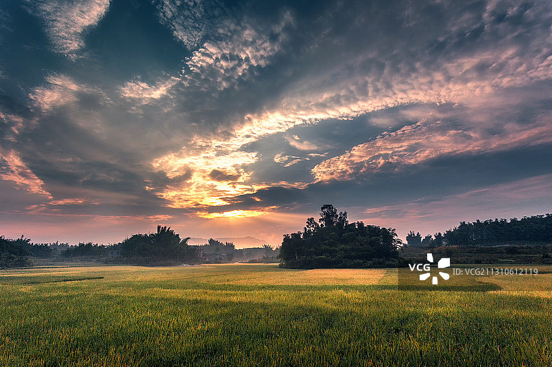 霞光催谷熟图片素材