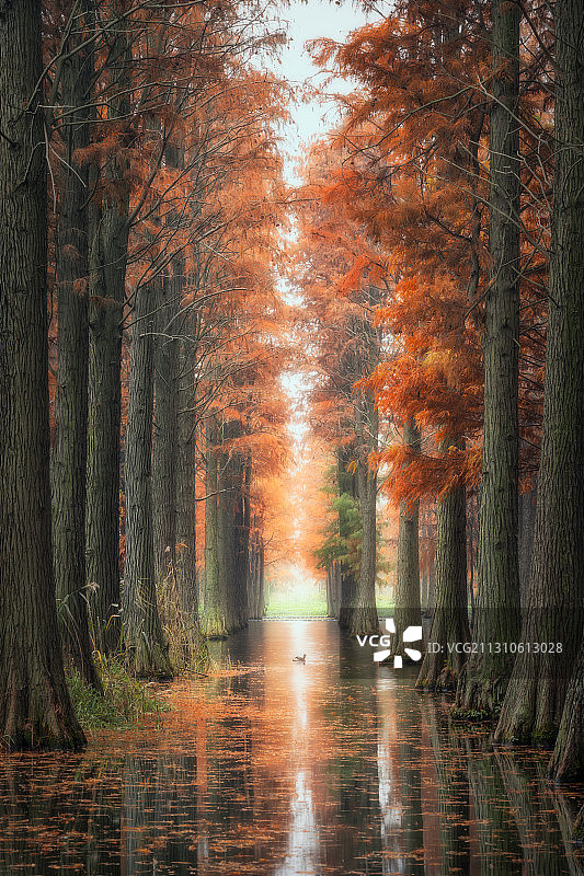 秋天水杉林图片素材