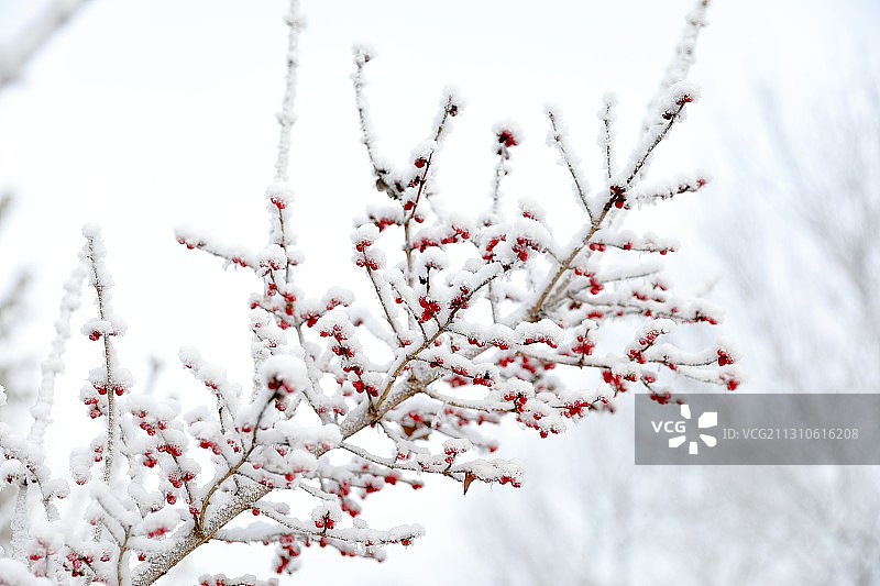 初雪-瑞雪忍冬相辉映图片素材