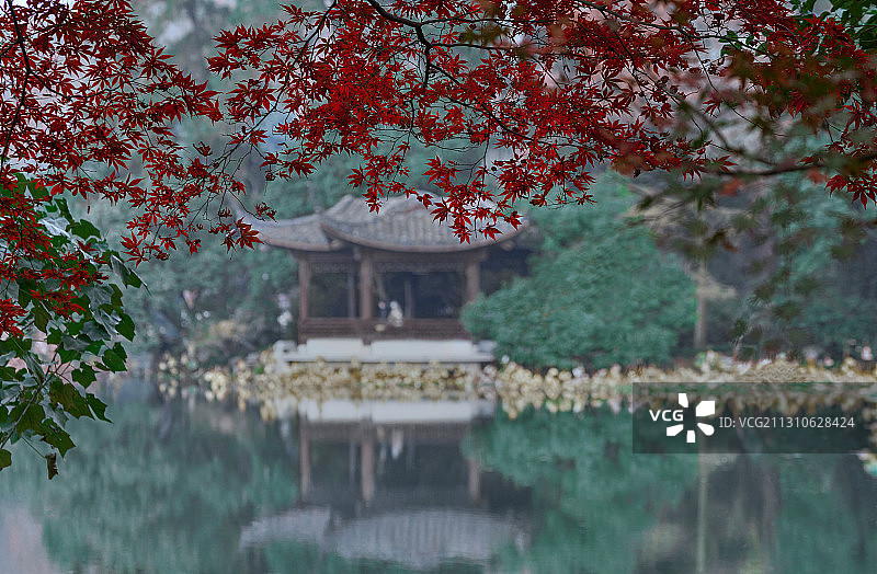 深秋季节杭州曲院风荷公园内的枫叶红了图片素材