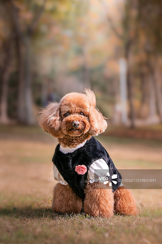 沐浴秋日阳光下的泰迪犬图片素材