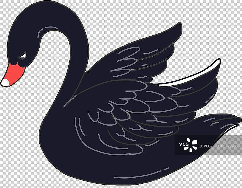 黑天鹅元素图片素材