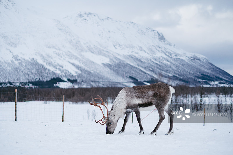 一只萨米人驯养的驯鹿在挪威的雪山下吃雪图片素材