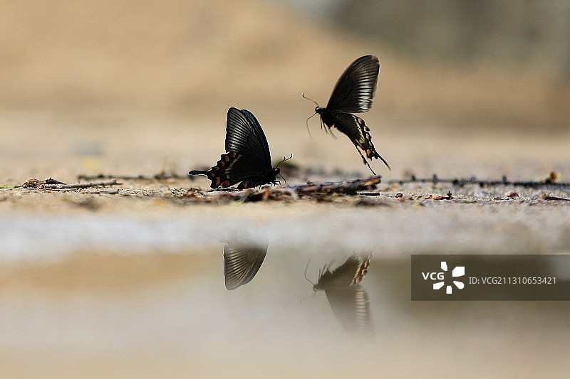 碧凤蝶图片素材