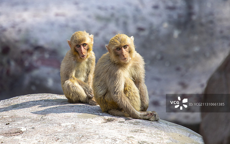 山西省中条山野生猕猴在晒太阳图片素材