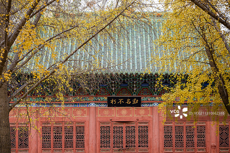 中国河南郑州人民公园胡公祠秋天银杏图片素材