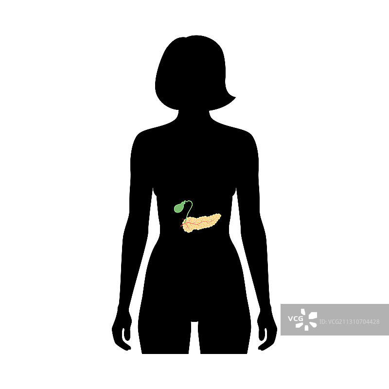 人体胰腺图片素材