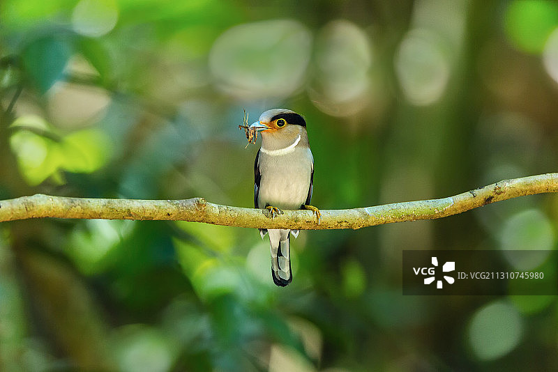 栖息于热带、亚热带地区，小巧可爱的银胸丝冠鸟图片素材