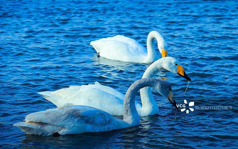 烟墩角天鹅湖图片素材
