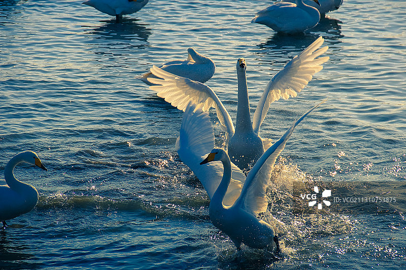 烟墩角天鹅湖图片素材
