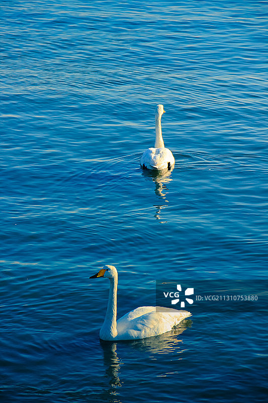 烟墩角天鹅湖图片素材