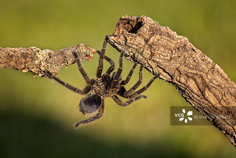 花园中的蜘蛛图片素材