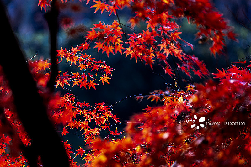 深秋的红枫，灼灼如火。摄于苏州天平山。图片素材