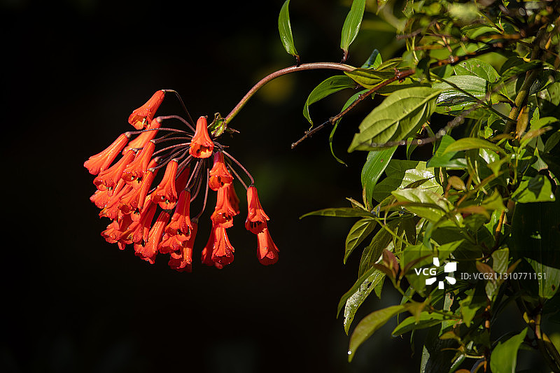 热带雨林中的红色花朵图片素材