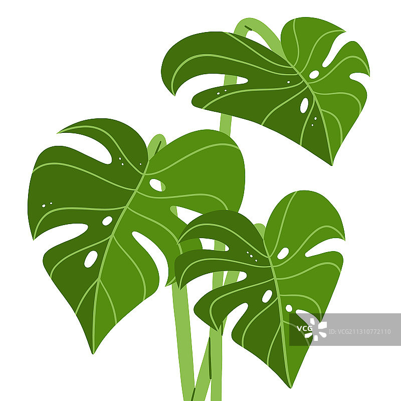 新鲜绿色龟背竹叶热带风光图片素材