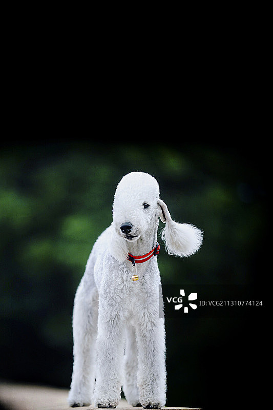 “绵羊犬”贝灵顿梗宠物犬图片素材