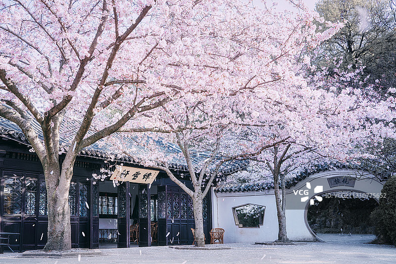 鼋头渚樱花图片素材