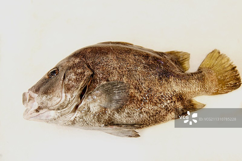 包公鱼图片素材