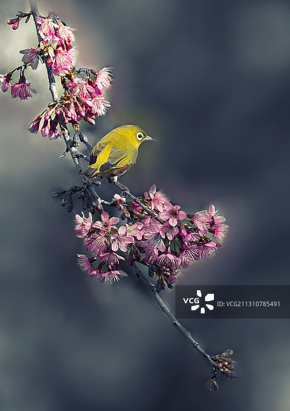 冬樱花·绣眼图片素材