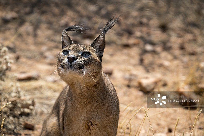萌萌哒—狞猫图片素材