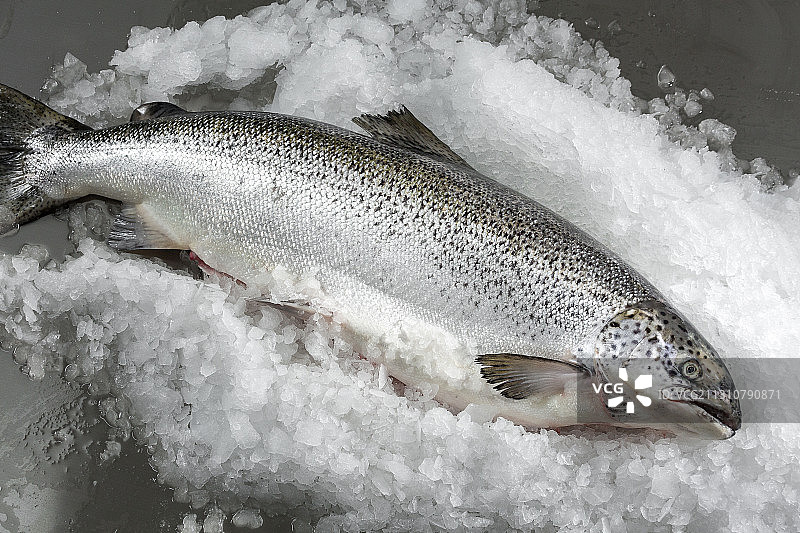 一条新鲜的三文鱼01图片素材