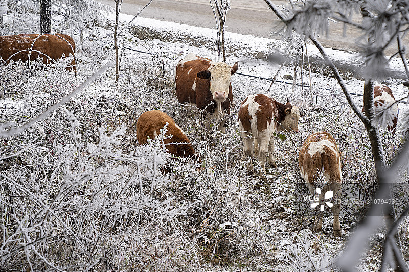 放养在齐岳山雪景中的高山黄牛图片素材