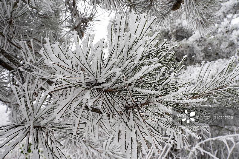 利川齐岳山雾凇晶莹剔透图片素材