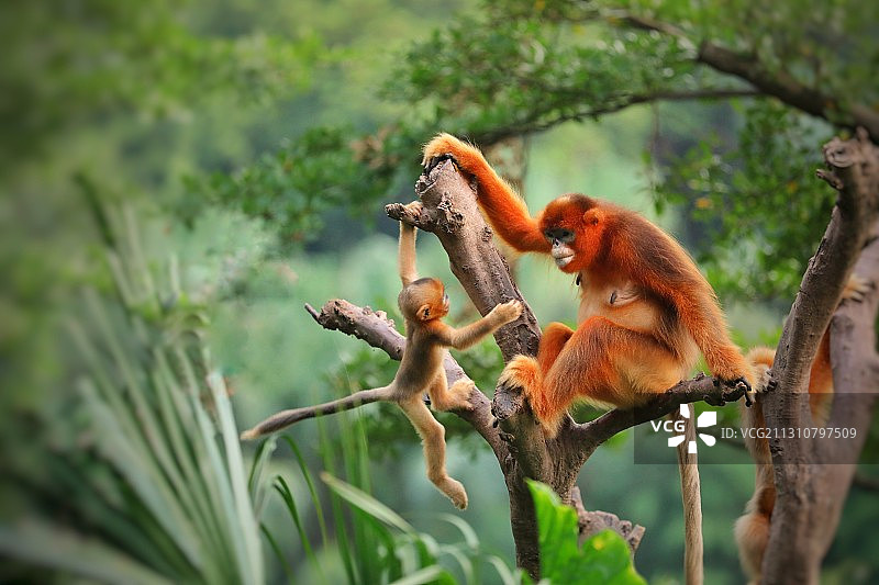 川金丝猴图片素材
