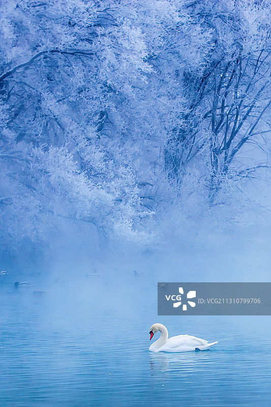 幻境天鹅泉图片素材