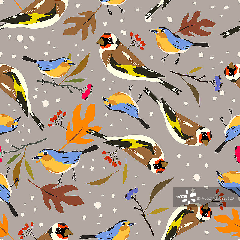 金翅雀和知更鸟秋季鸟类图片素材