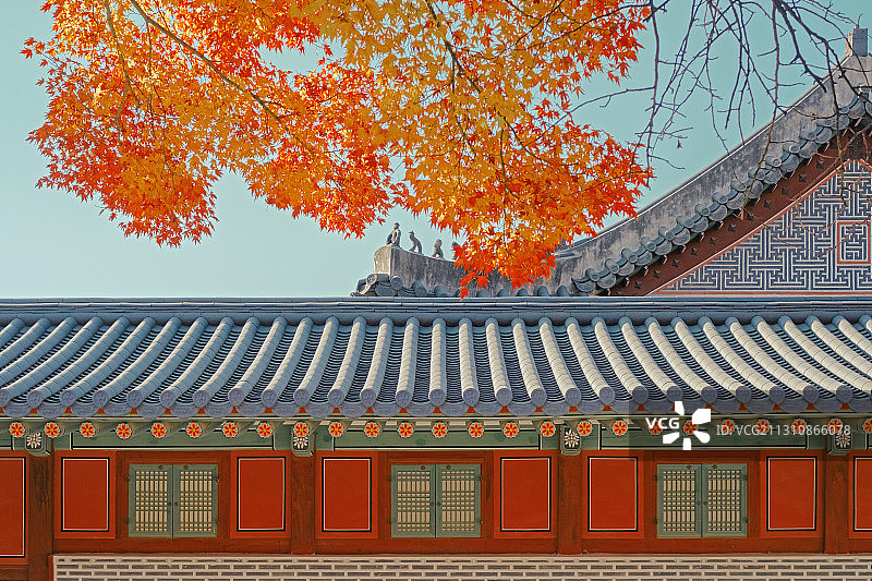 秋季韩国德寿宫的枫树图片素材