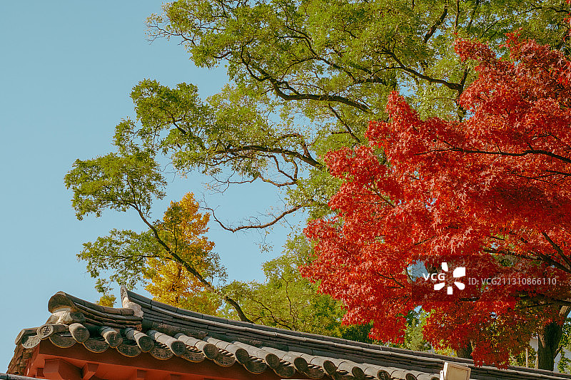 秋季韩国德寿宫的枫树图片素材