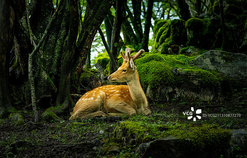 森林里的梅花鹿图片素材