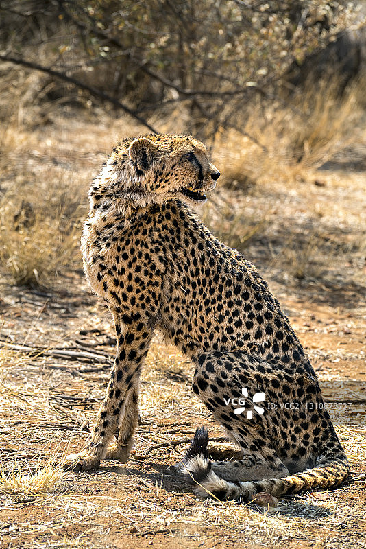 非洲豹子图片素材