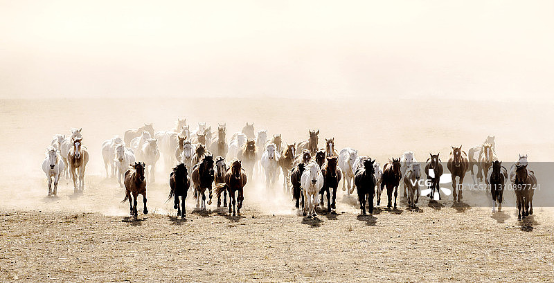 万马奔腾图片素材