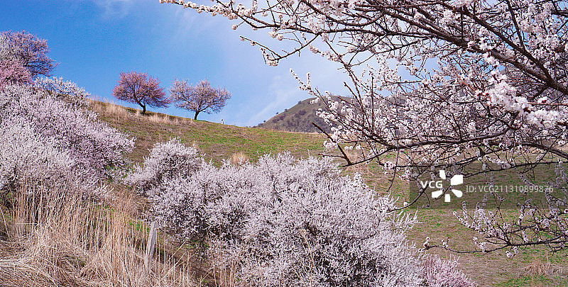 新疆吐尔根杏花沟图片素材